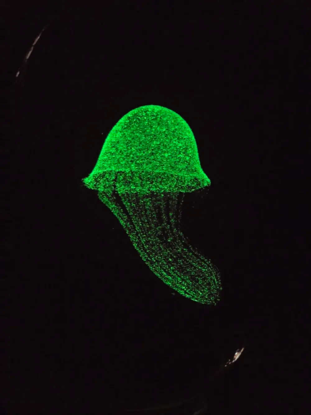 Moon-Lit Medusa phosphorescing green with the lights off