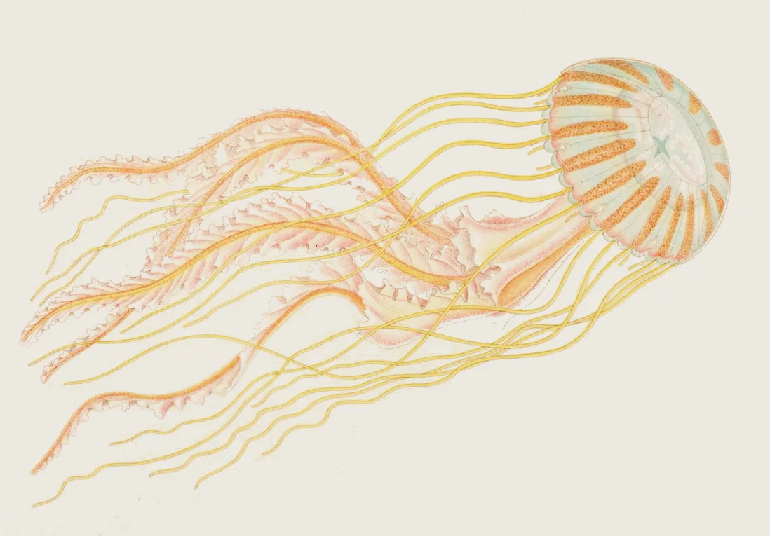 Colour plate of a jellyfish from A. G. Mayer, Medusae of the World, 1910